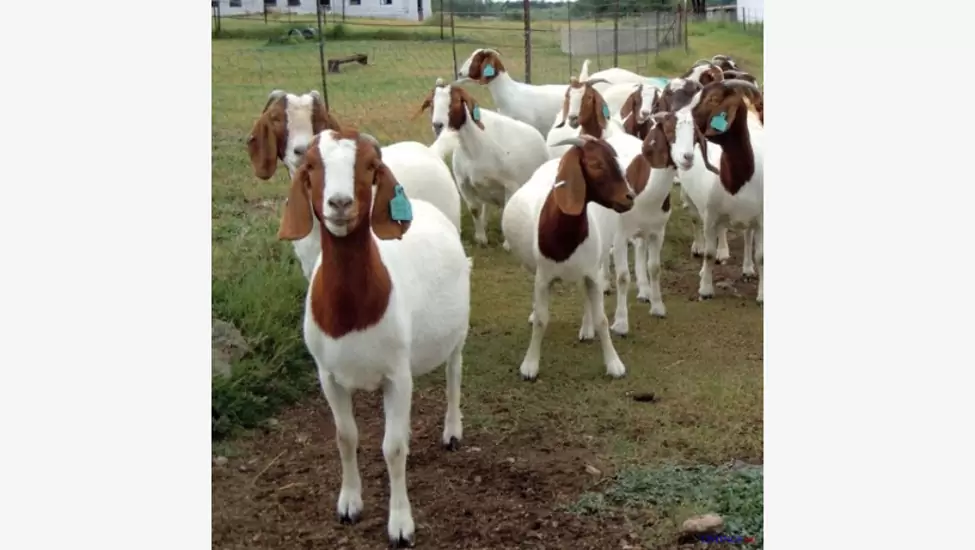 550 M Pure breed boer/kalahari goats 27632431669